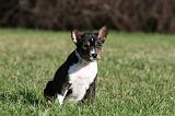 BASENJI 091